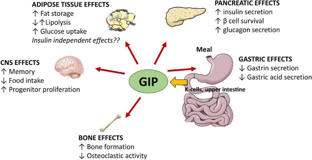 GLP-1 vs GIP vs glucagon