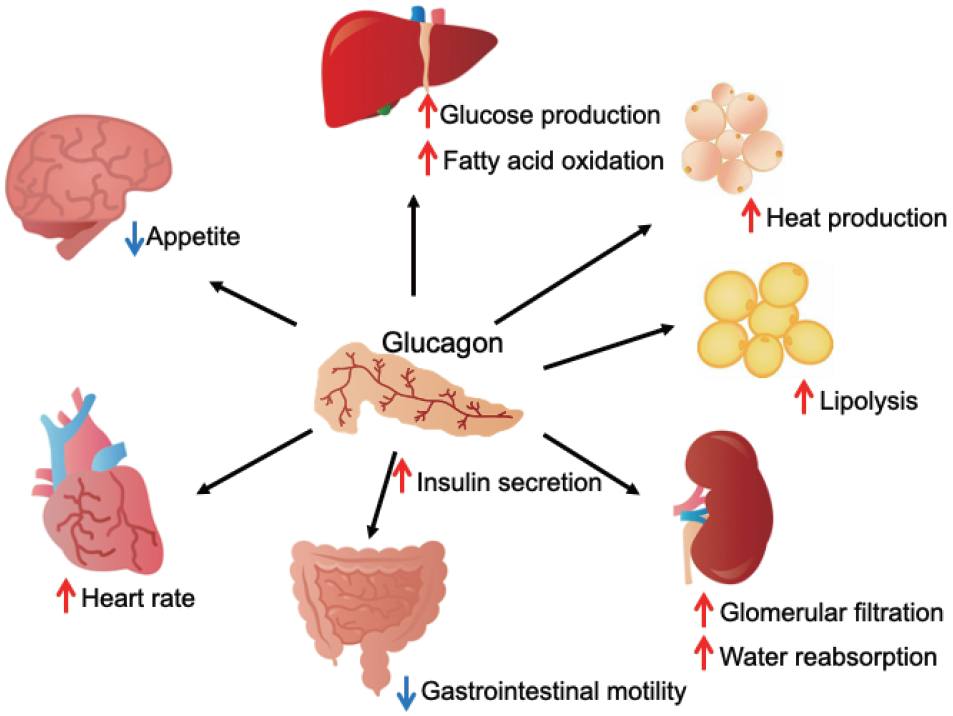 GLP-1 vs GIP vs glucagon