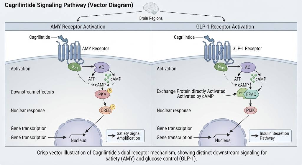  Cagrilintide Mechanism of Action⁠, cellular/receptor mapping